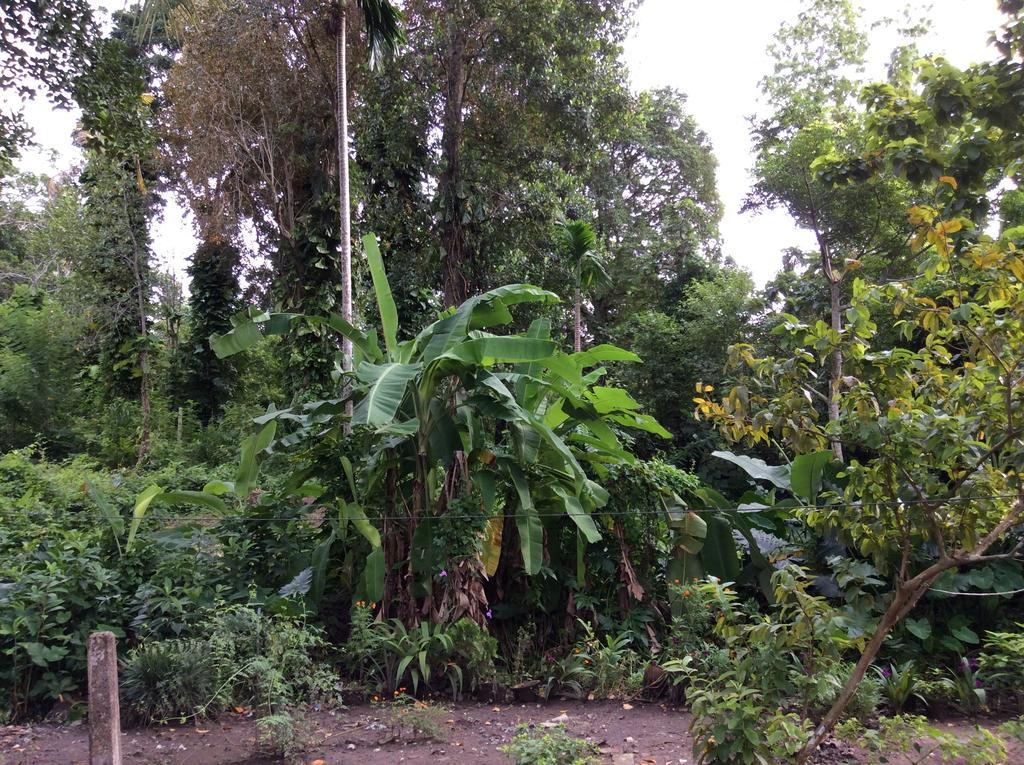 Вилла Fern Dale Велигама Номер фото